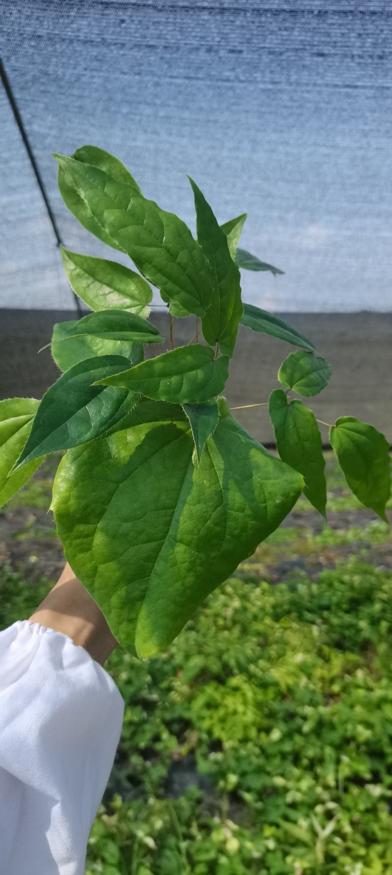【推荐】淫羊藿，精选货，产地直供，全国发货，欢迎联系