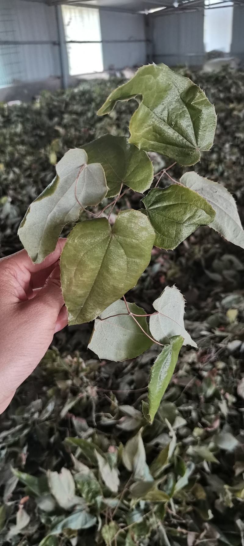 【推荐】淫羊藿，精选货，产地直供，全国发货，欢迎联系