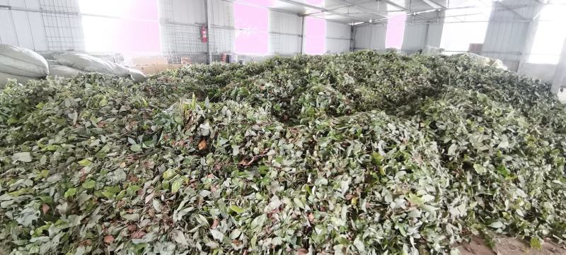 【推荐】淫羊藿，精选货，产地直供，全国发货，欢迎联系