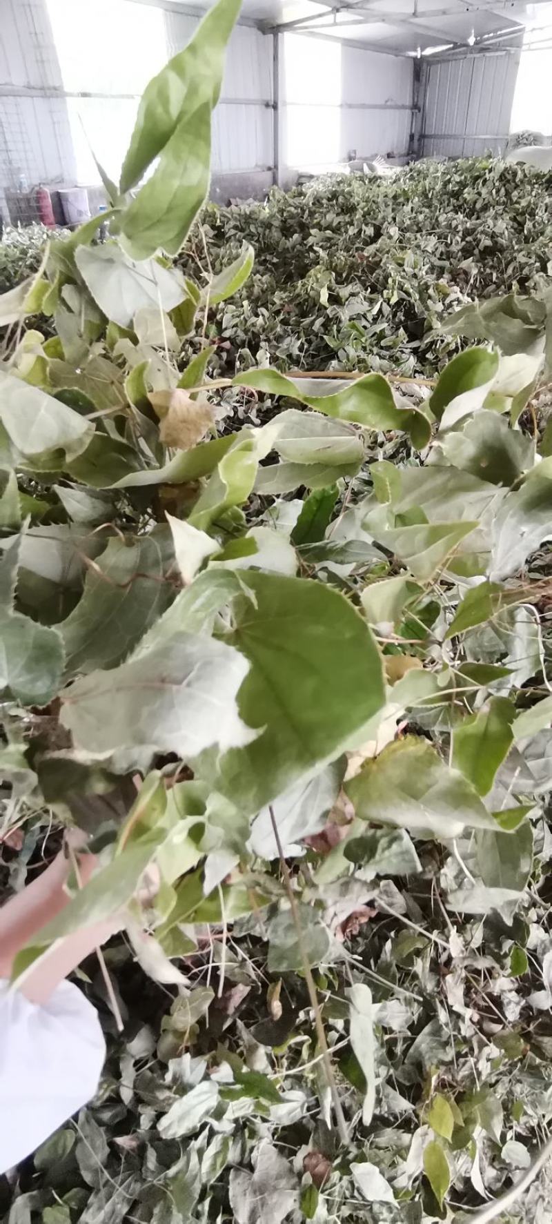 【推荐】淫羊藿，精选货，产地直供，全国发货，欢迎联系