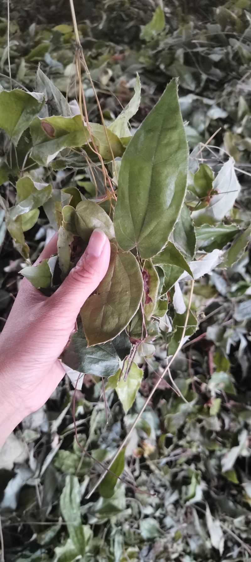 【推荐】淫羊藿，精选货，产地直供，全国发货，欢迎联系