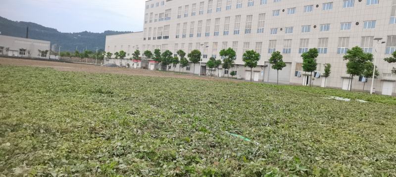 【推荐】淫羊藿，精选货，产地直供，全国发货，欢迎联系