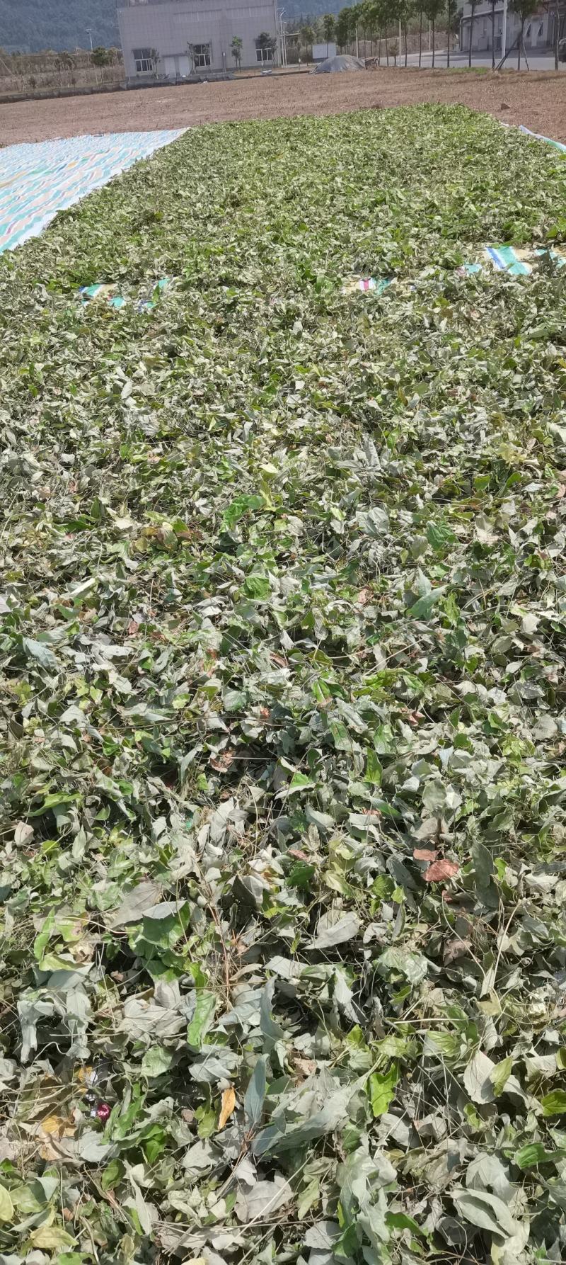 【推荐】淫羊藿，精选货，产地直供，全国发货，欢迎联系
