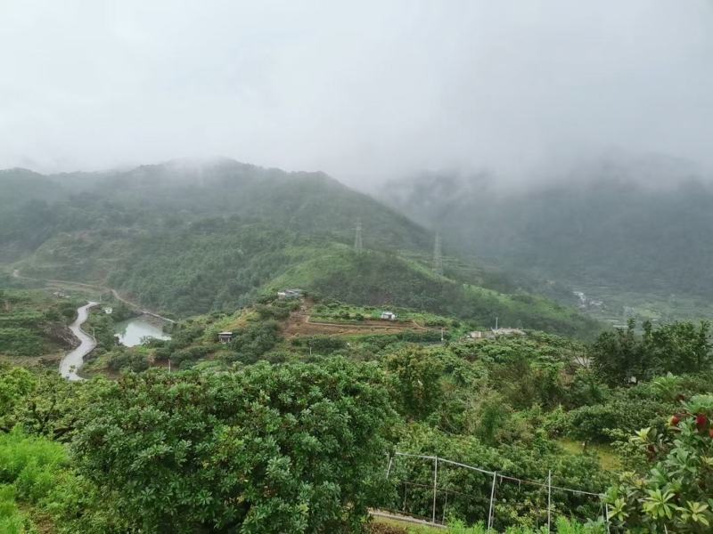 东魁杨梅