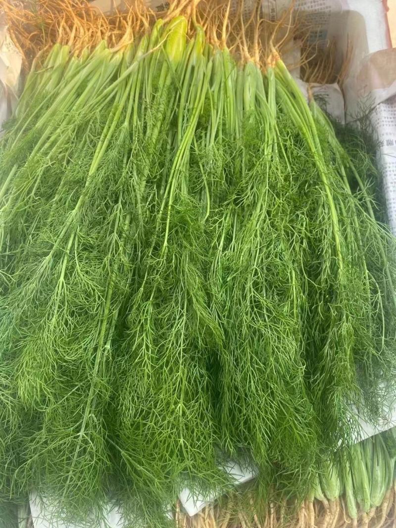 茴香优质茴香上市中，各种蔬菜供应，需要与我联系