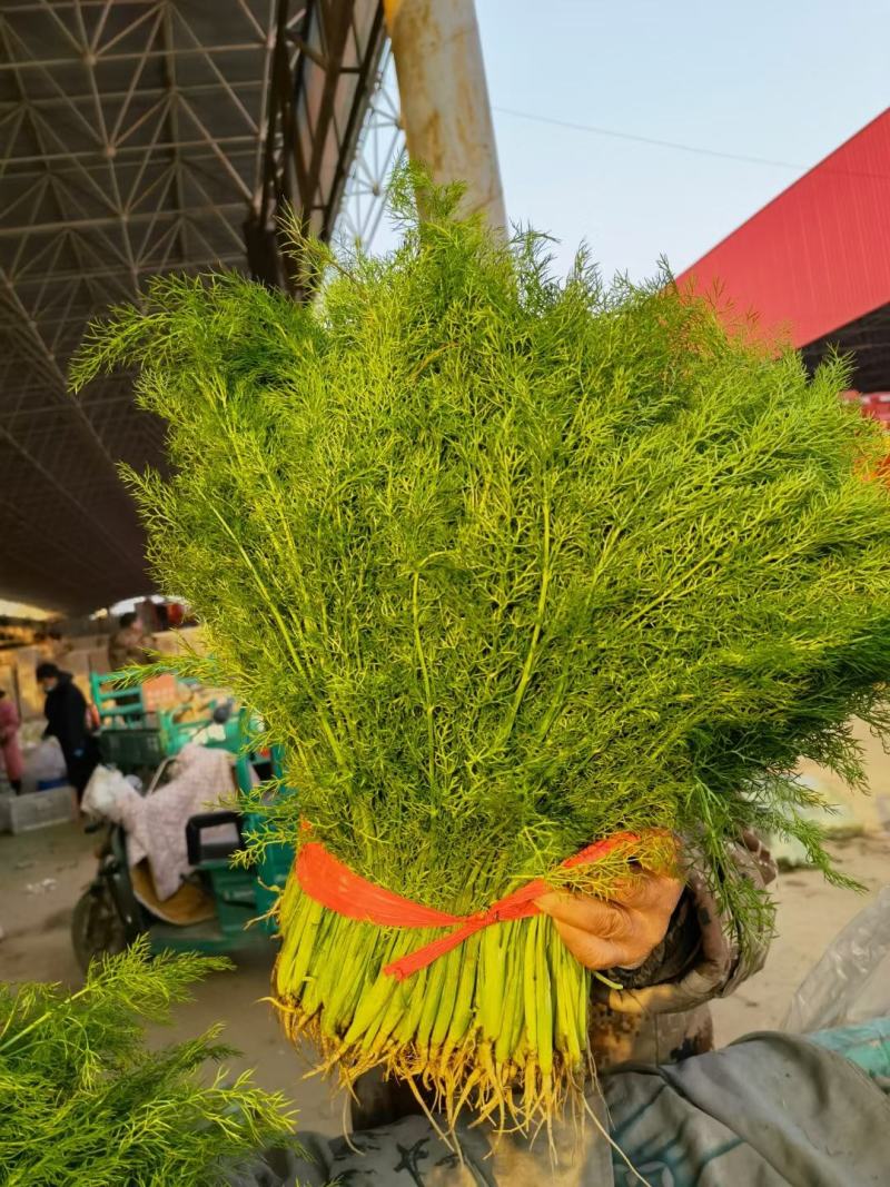 茴香优质茴香上市中，各种蔬菜供应，需要与我联系
