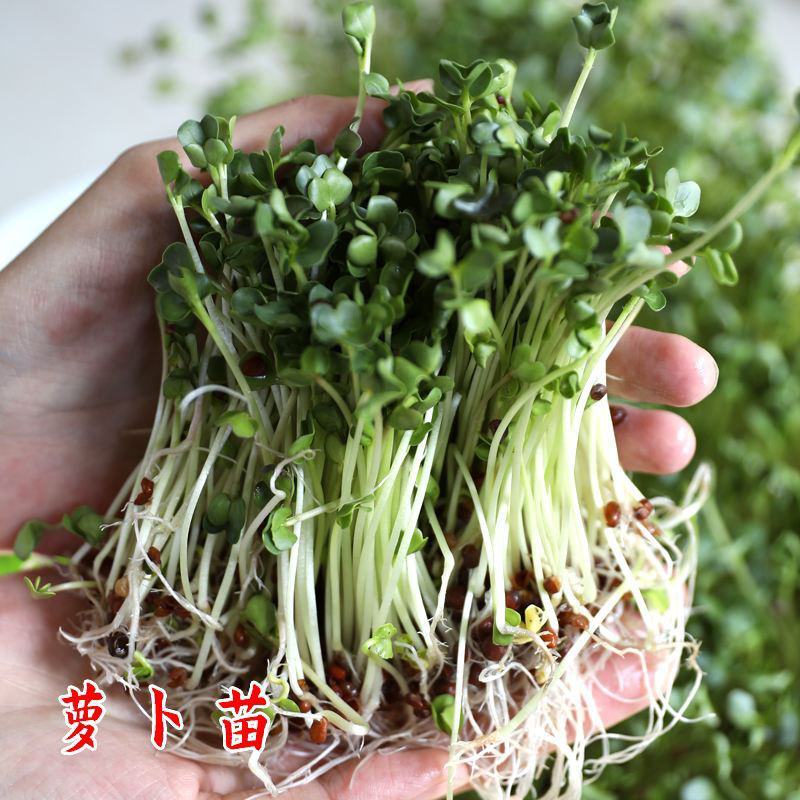 【萝卜苗种子】萝卜樱子叶子专吃苗小青菜叶子菜四季家庭盆栽