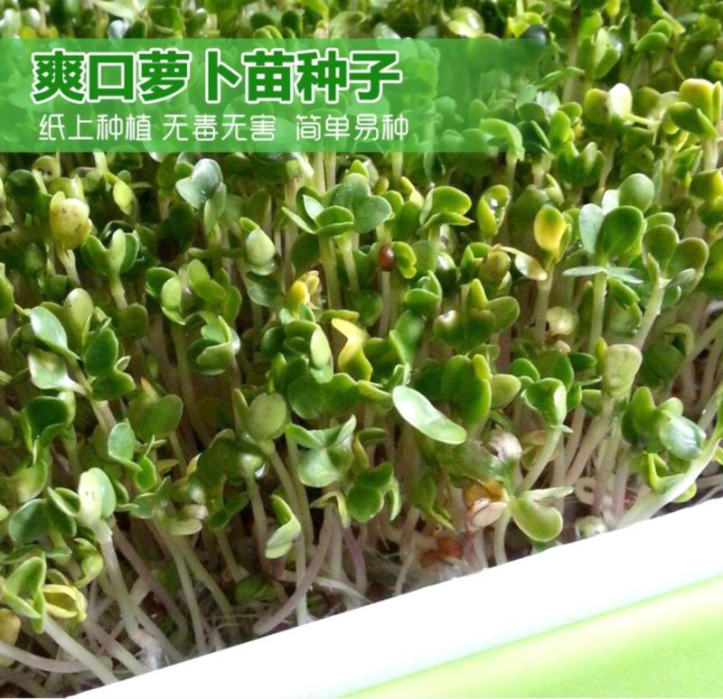 【萝卜苗种子】萝卜樱子叶子专吃苗小青菜叶子菜四季家庭盆栽