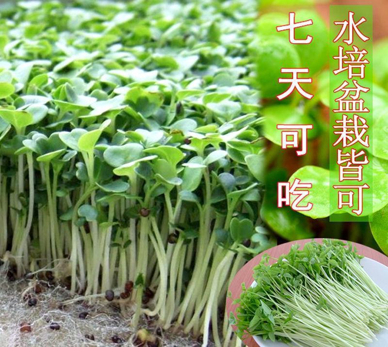 【萝卜苗种子】萝卜樱子叶子专吃苗小青菜叶子菜四季家庭盆栽