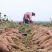 济薯26-板栗薯淀粉薯大量上市中欢迎各地新老客户前来