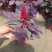鸡冠花（红叶一支笔）