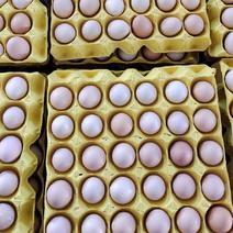 土鸡蛋，农场直供一手货源质量保证，360枚净重33斤。