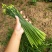 中华苔韭种子四季韭菜苔种子苔韭花种子多年采收耐热耐寒