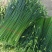 中华苔韭种子四季韭菜苔种子苔韭花种子多年采收耐热耐寒
