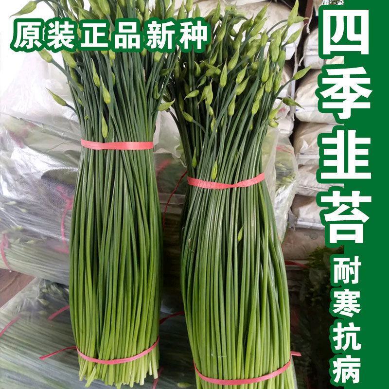 中华苔韭种子四季韭菜苔种子苔韭花种子多年采收耐热耐寒