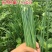 中华苔韭种子四季韭菜苔种子苔韭花种子多年采收耐热耐寒