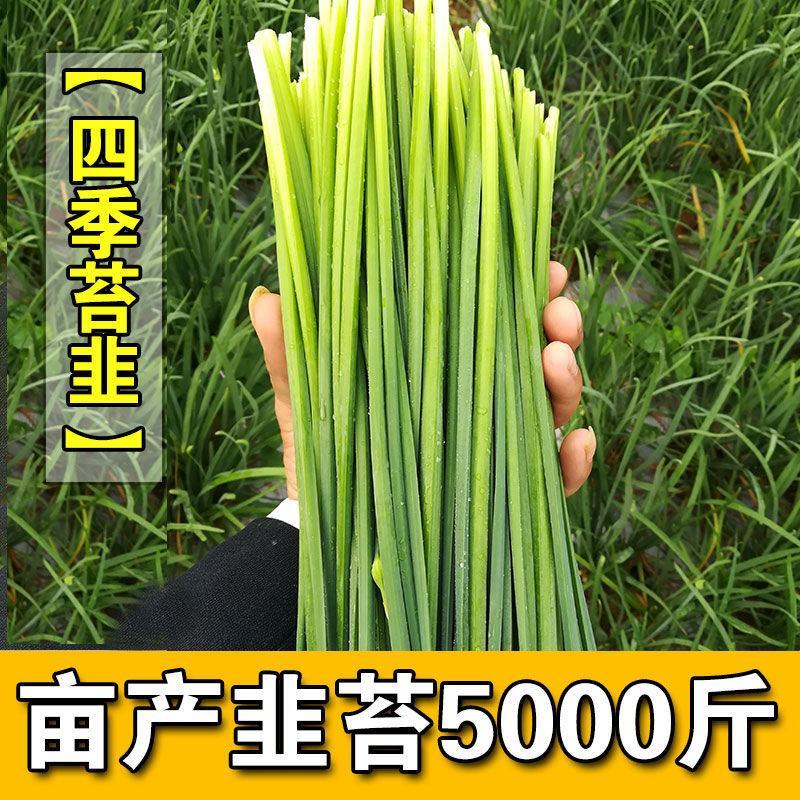 中华苔韭种子四季韭菜苔种子苔韭花种子多年采收耐热耐寒