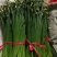 中华苔韭种子四季韭菜苔种子苔韭花种子多年采收耐热耐寒