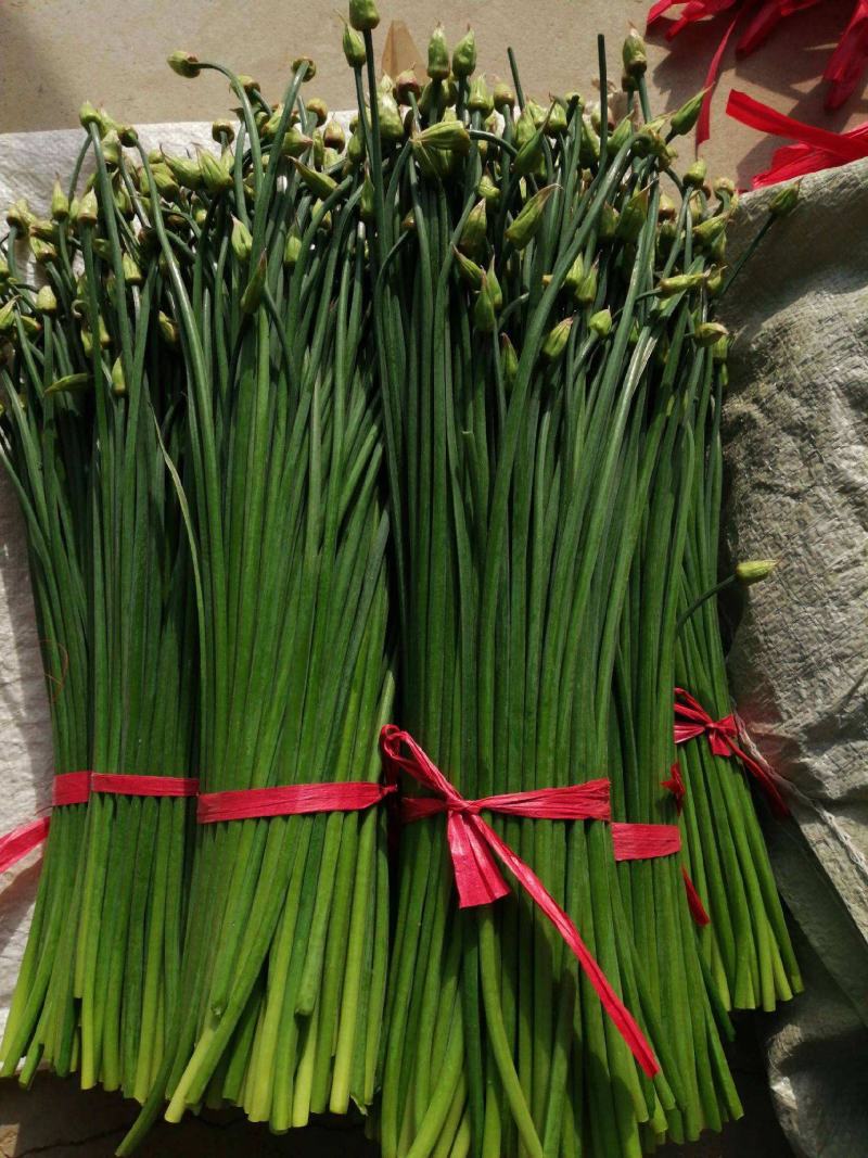 中华苔韭种子四季韭菜苔种子苔韭花种子多年采收耐热耐寒
