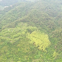 浙江金华武义一块荒山出售150亩二十年土质肥沃，原来果园