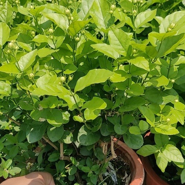 茉莉花大量上市，基地直发清香欢迎咨询