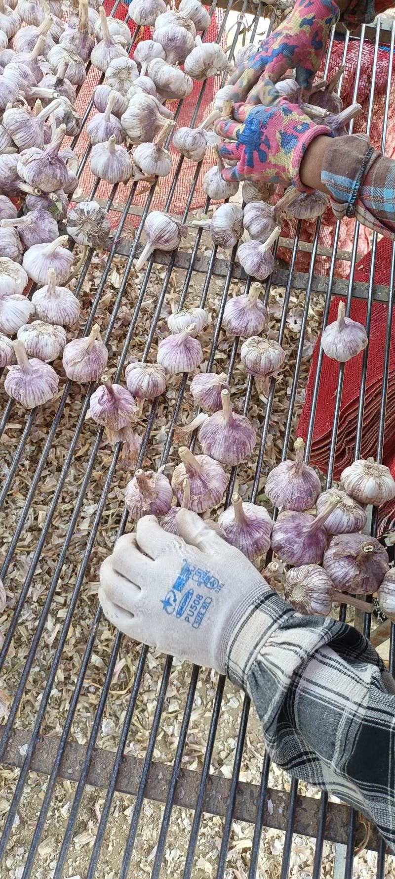 山东济南紫皮大蒜，蒜种，品质好量大价格优惠欢迎咨询看货