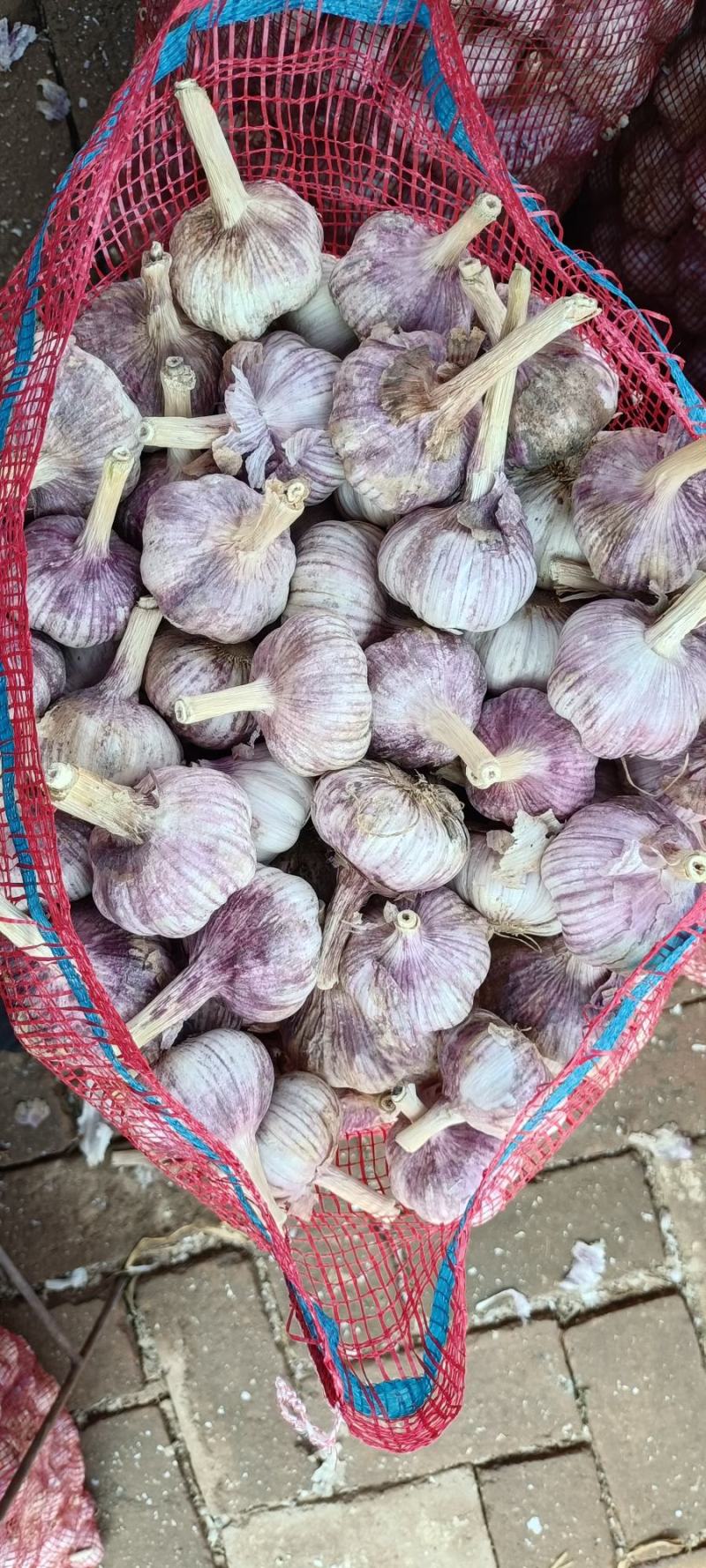山东济南紫皮大蒜，蒜种，品质好量大价格优惠欢迎咨询看货