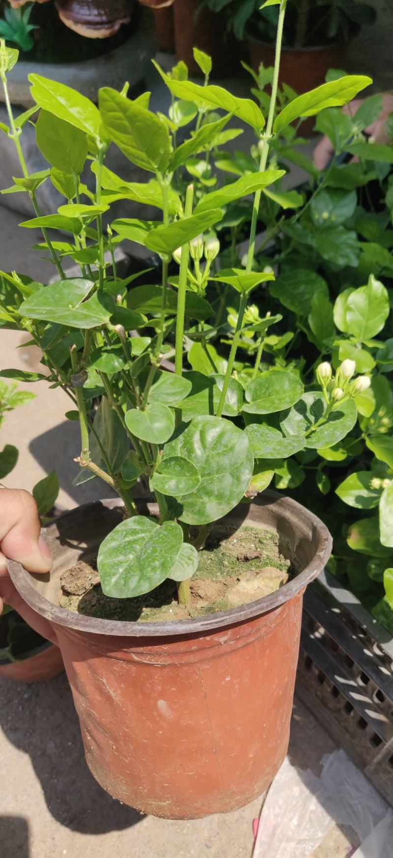 茉莉花大量上市，基地直发清香欢迎咨询