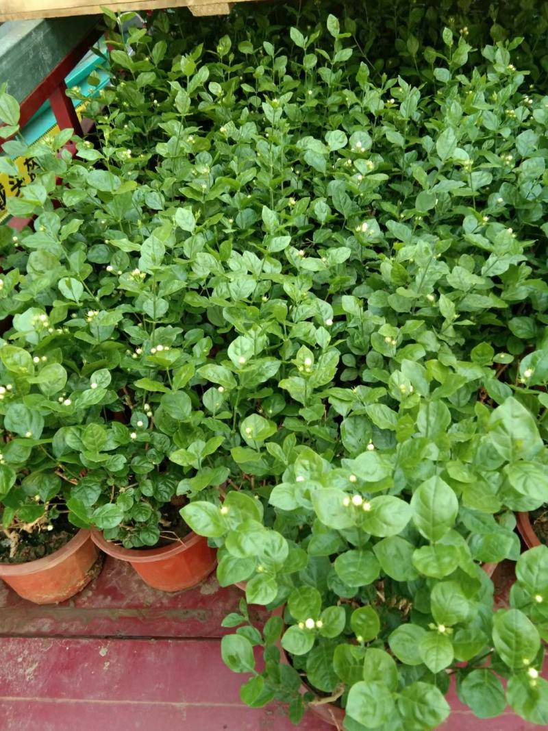 茉莉花大量上市，基地直发清香欢迎咨询
