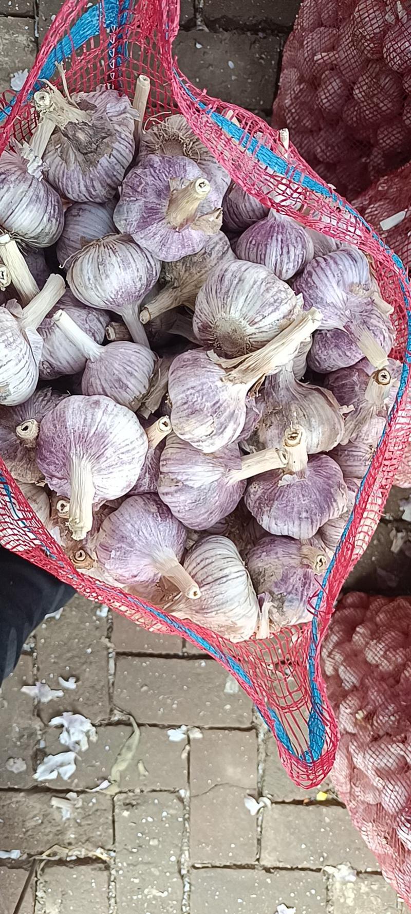 山东济南紫皮大蒜，蒜种，品质好量大价格优惠欢迎咨询看货