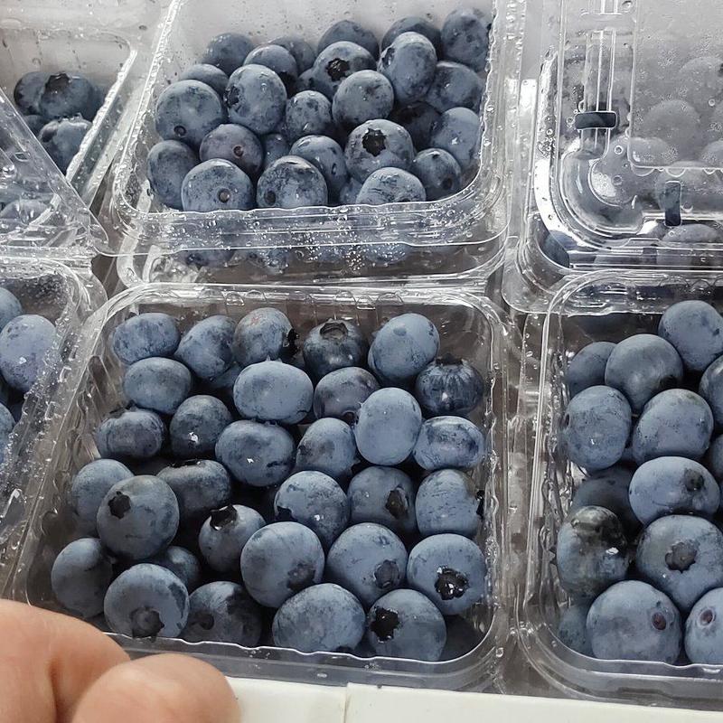 麻江蓝莓可以打板可以来产地