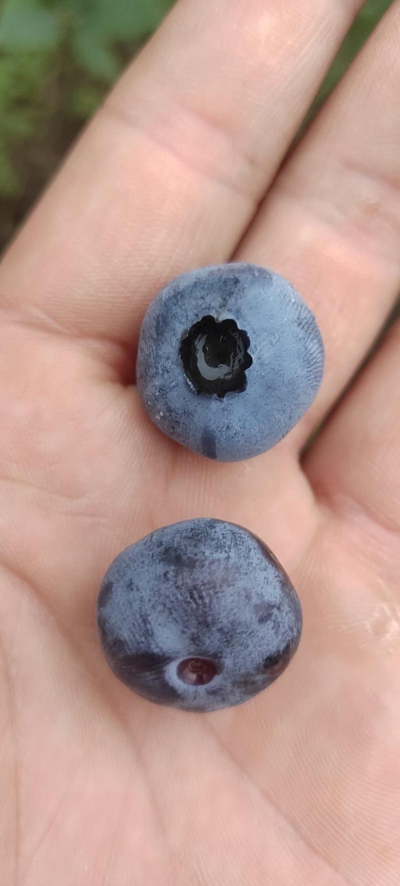 麻江蓝莓可以打板可以来产地