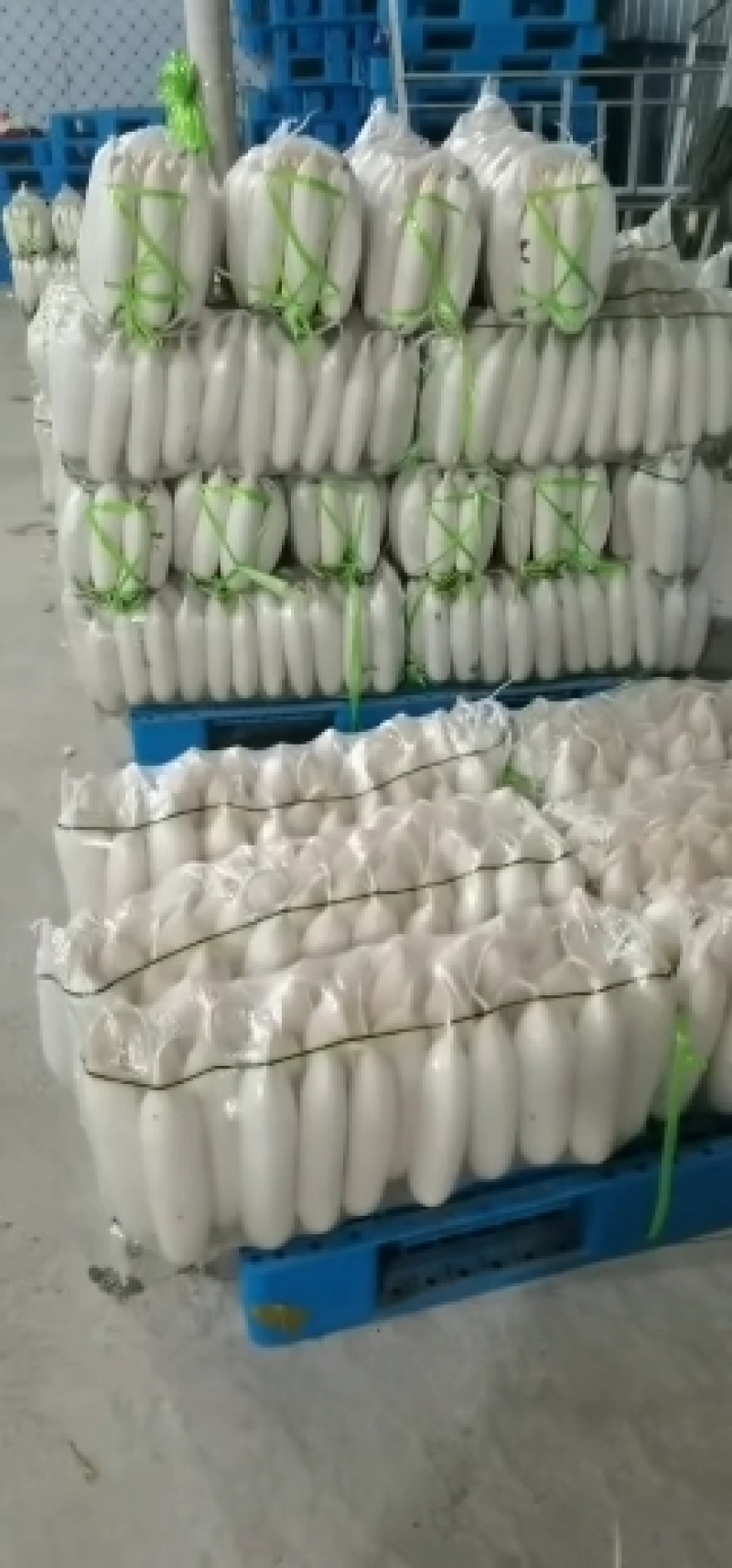 白萝卜大量供应、质量保证、支持各种包装、欢迎采购。