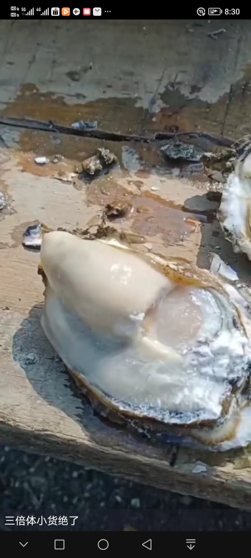 大连生蚝