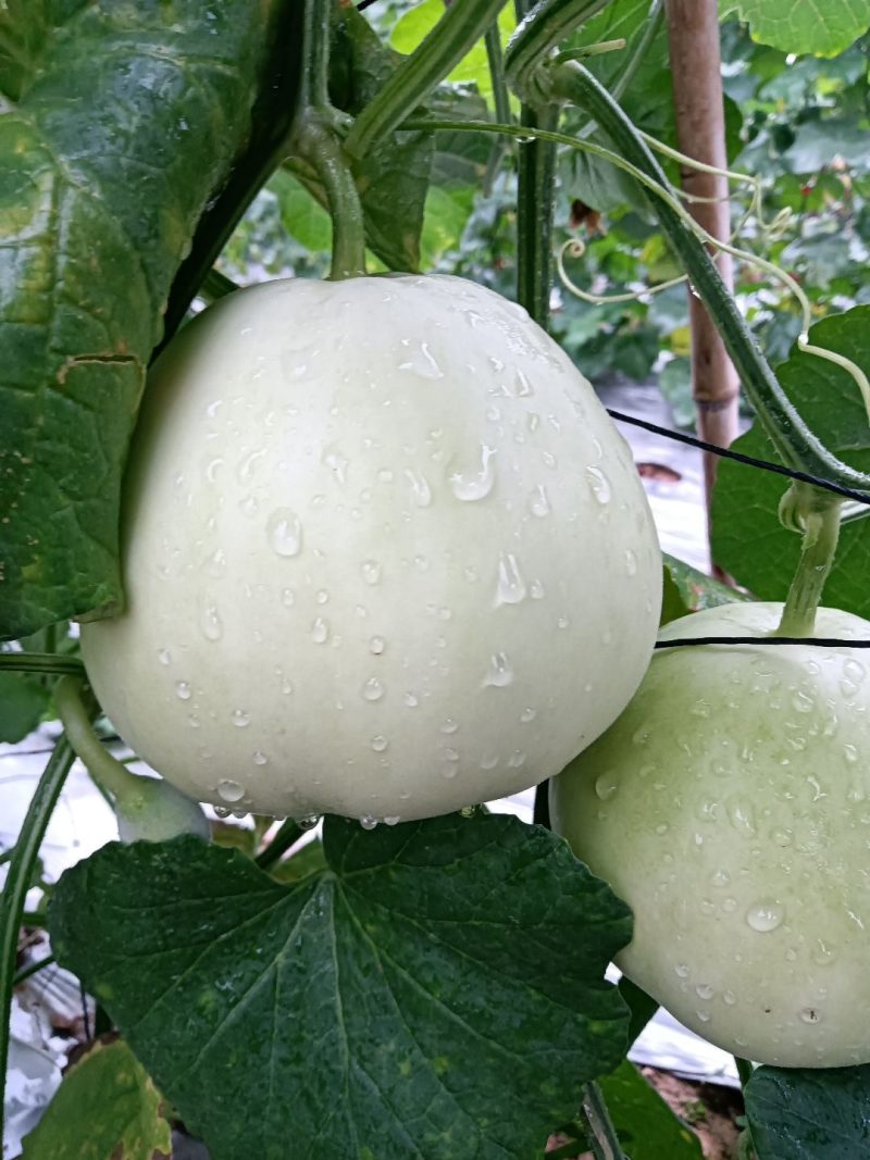韭菜花