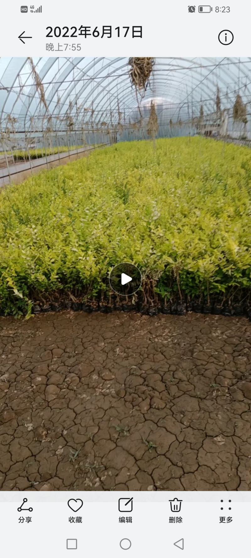 绿化苗木，金叶榆，鸢尾，萱草，水腊，月季等营养钵苗价格优
