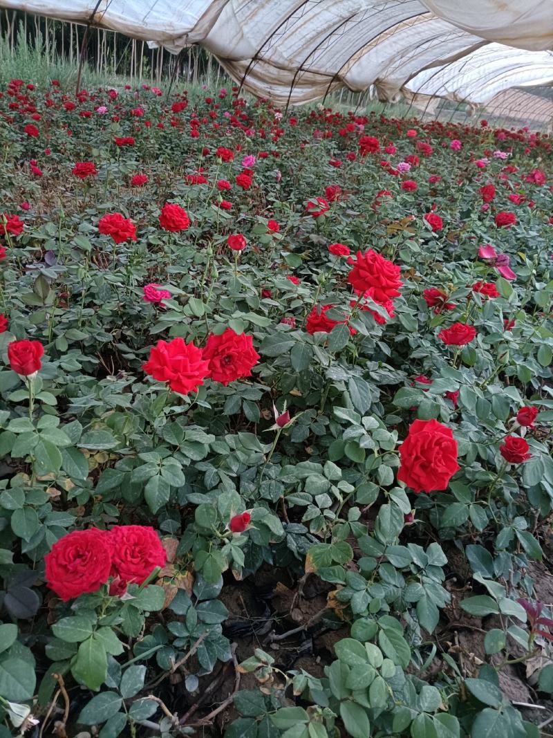 绿化苗木，金叶榆，鸢尾，萱草，水腊，月季等营养钵苗价格优
