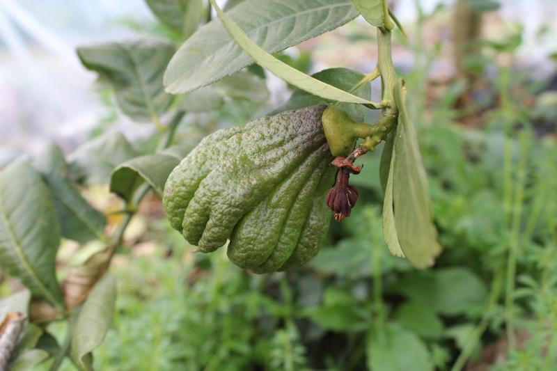 佛手鲜果川佛手瓜奶茶店专用货源稳定量大从优各种规格