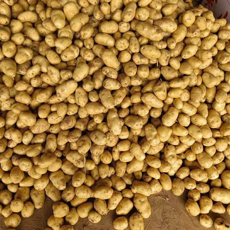 湖北黄心土豆产地直发一手货源电商批发品质保证价格美丽