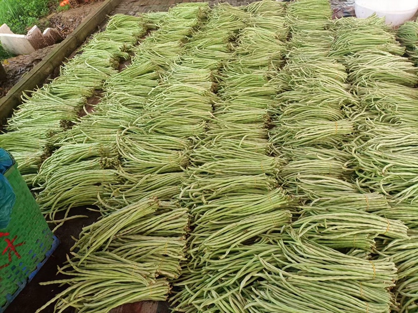扁豆角特写