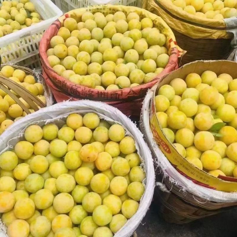 汉源黄金李，皮薄多汁，纯甜化渣