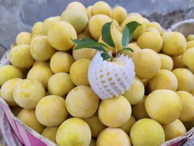 汉源黄金李，皮薄多汁，纯甜化渣