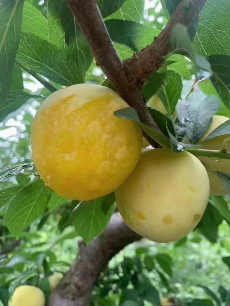 汉源黄金李，皮薄多汁，纯甜化渣