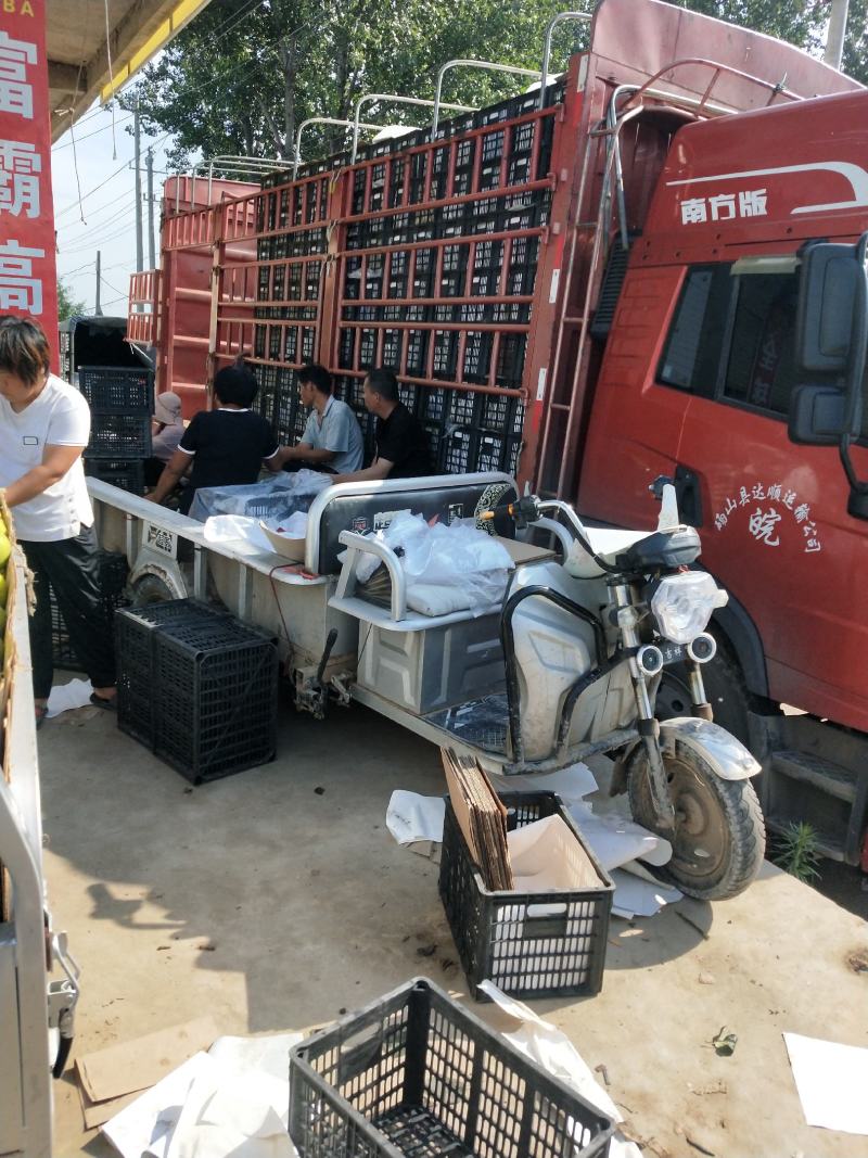 精品翠冠梨翠玉圆黄光果套袋个大脆甜皮薄汁多，化渣好大园货
