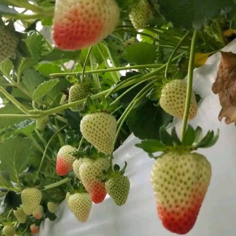 （网套散装畸形果，次果）四季商用草莓基地直发蒙特瑞