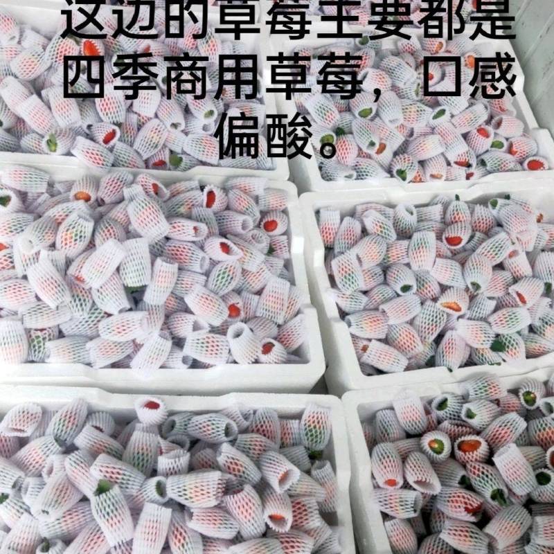 （网套散装畸形果，次果）四季商用草莓基地直发蒙特瑞