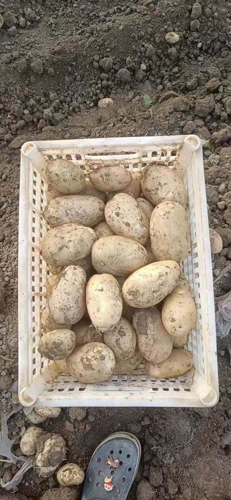 沃土5号产地直供，货源充足，个大形好，全国按单