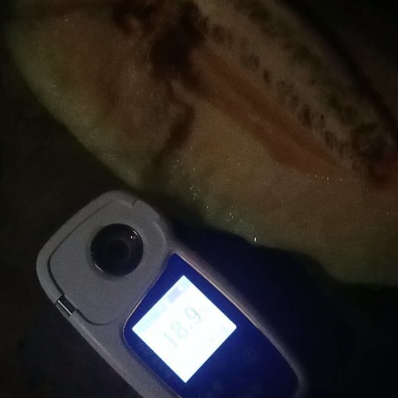 廊坊小蜜25号大量上市！量大从优！原产地直发！合作共赢！