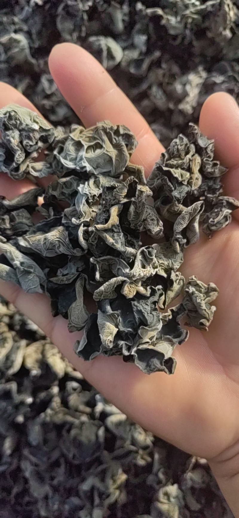 产地直发黑木耳，肉厚，泡发率高