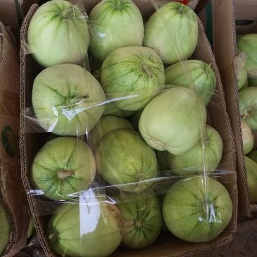 湖北宜昌甜宝甜瓜大量上市中，口感精品甜度，对接电商超市！